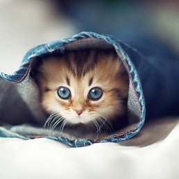 �����...., ��������, 23 ����