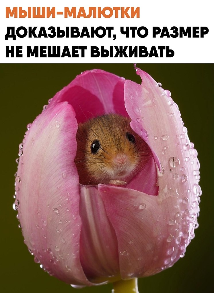 ����-������� �������� �������� � ������� ��������� �� ������.��� ��������� ������� ��������� �����, ...