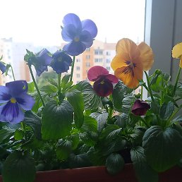 �������, �������, 49 ���