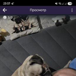 �������, 43 ����, ������