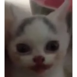 �����, �����������, 25 ���