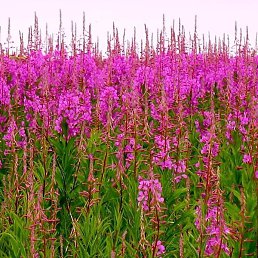 ���� ���, ������