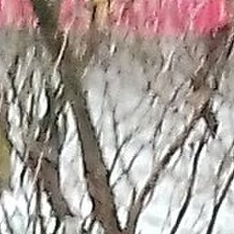 �������, ������, 49 ���