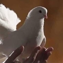 Stas, ������, 31 ���