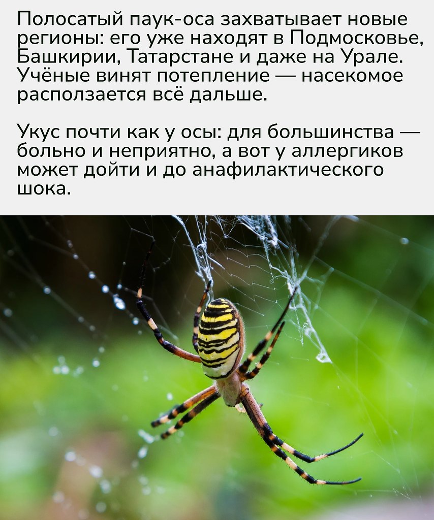 Расширение ареала паука-осы показывает, как быстро климатические изменения влияют на фауну.Эксперты ... - 2