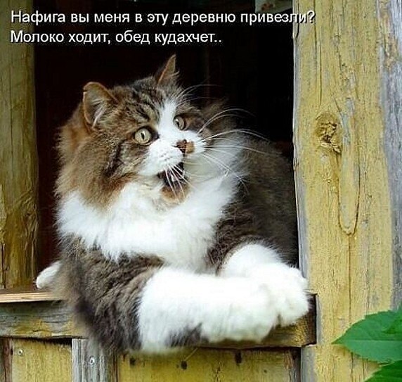 ? ,  ! - 20  2025  06:31