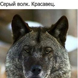 ����, �����, 55 ���