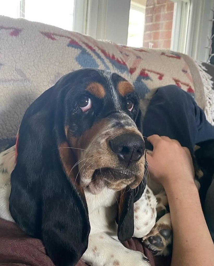 Эти собаки не кусаются, хуже! Они осуждают.. - 3