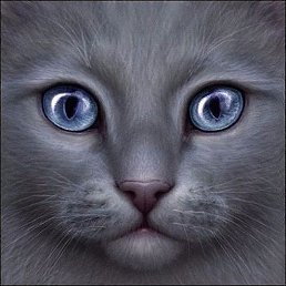 �����, ������, 49 ���