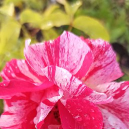 �������, ������-����, 63 ����