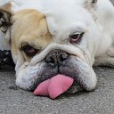 ���� Willi, ������-��-����, 51 ��� - ��������� 12 ������ 2025 � ������ ������ ��������