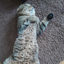 ���� ��������, ������, 68 ��� - ��������� 3 ������� 2025 � ������ ������ ��������