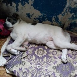 �������, �����, 48 ���