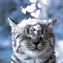 ���� ����, �����-���������, 44 ���� - ��������� 23 ��� 2024 � ������ ���� ����������