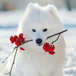 ������, �����������, 54 ����