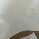  Toxir, , 50  -  30  2023    