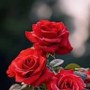 ���� ������, ���������, 43 ���� - ��������� 26 ������ 2025 � ������ ���� ����������