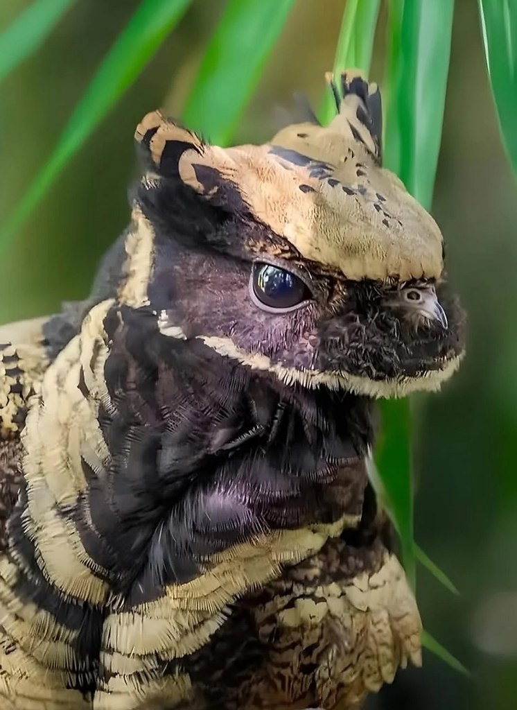 �����, ������� �� ���������� �������. ������� ������� �������, ��� Great Eared Nightjar, ������� � ... - 2