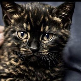 Vi, ������, 46 ���