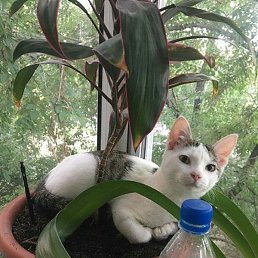 ������, ���������, 53 ����