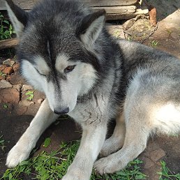 ���� �����, ������, 35 ��� - ��������� 9 ������ 2026