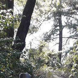 ����, �������, 55 ���