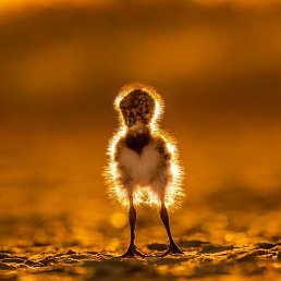 Alexei, ����, 27 ���