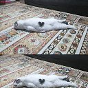 ���� �����, ������, 54 ���� - ��������� 17 ������� 2026 � ������ ������ ��������