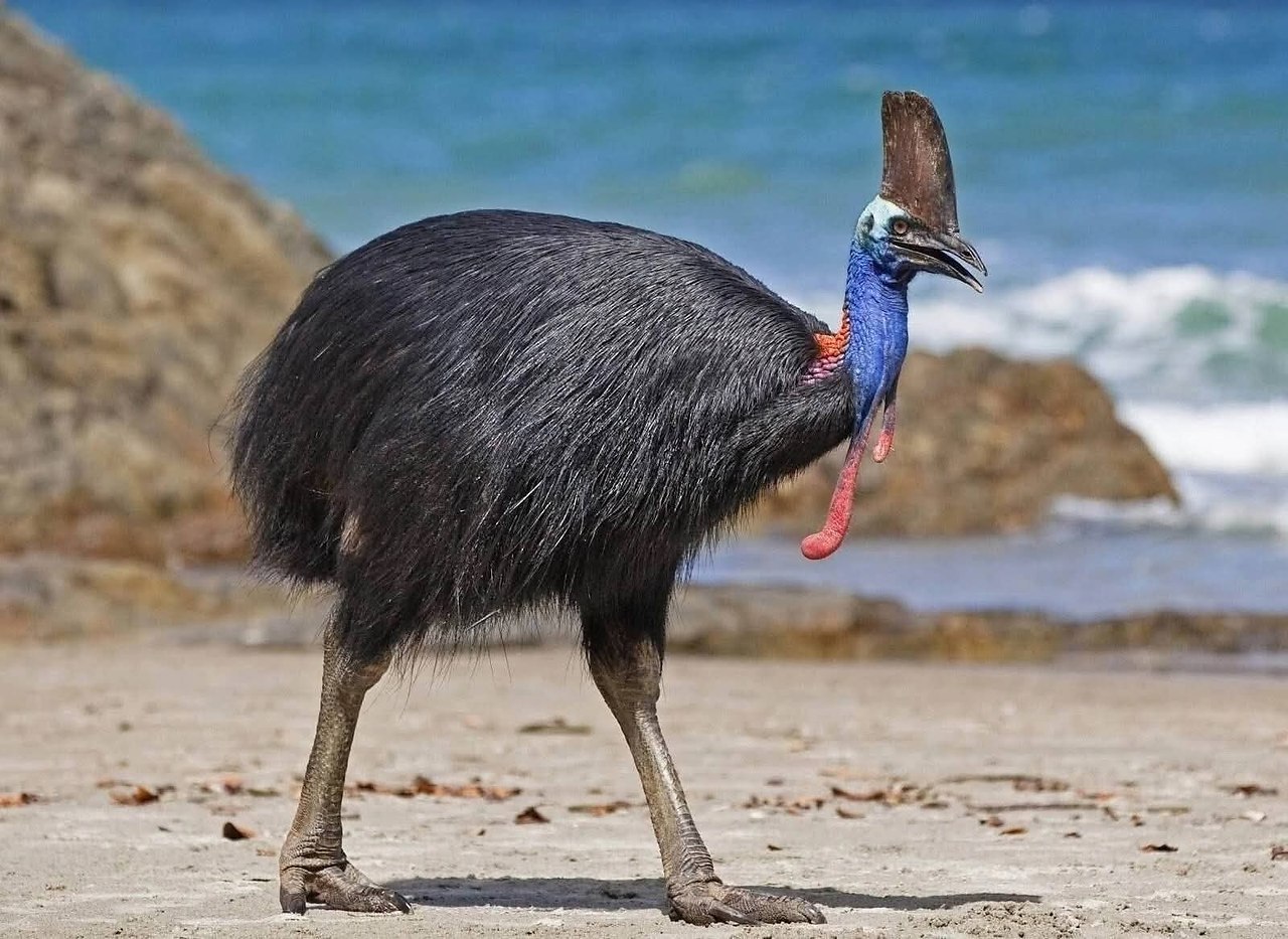 :) САМОЕ ОПАСНОЕ ПЕРНАТОЕ В МИРЕ ... Казуар — высокая, массивная и злобная птица, которая впечатляет ... - 2