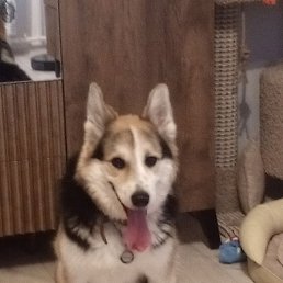 Sasha, �����-���������, 56 ���