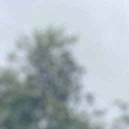 �������, �����-���������, 42 ����