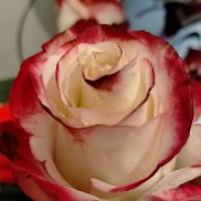 ���������, 47 ���, ����