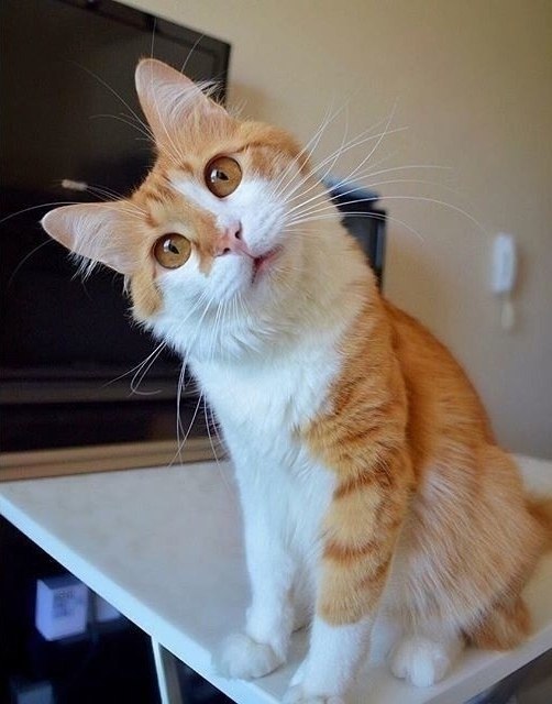      ?    ?