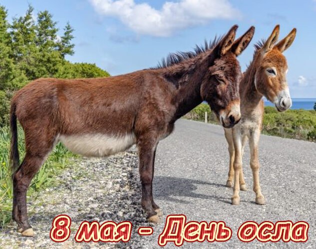    (World Donkey Day).     ...