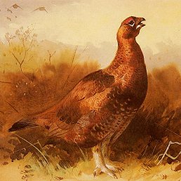 ���������, ���