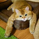 ���� Aleks, ����� - ��������� 5 ������� 2026 � ������ ���� ����������