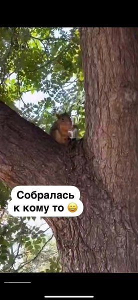 Вы не хотели этого, но белочка сама пришла в самый неподходящий момент - 2