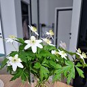 ���� Marina, �����, 38 ��� - ��������� 30 ������ 2026 � ������ ���� ����������