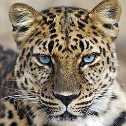 ���������, �����, 65 ���