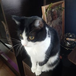 ����� �.���, ������, 62 ����