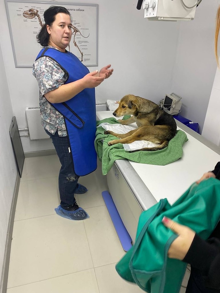 Она лежала в коробке и еле поскуливала. Маленький комочек с мягкими ушками, которому от силы ...