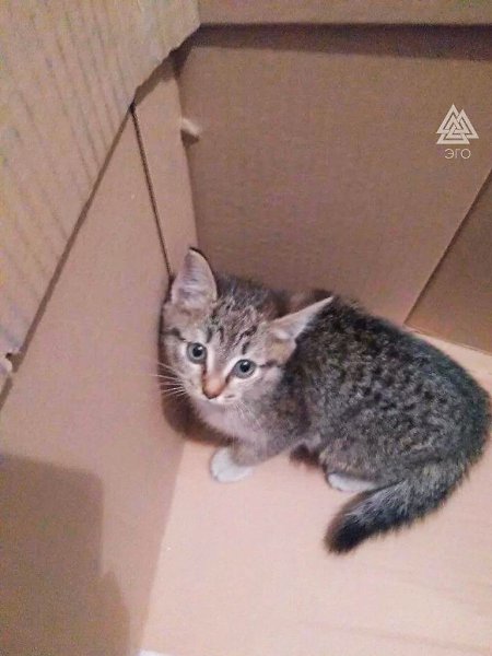 Вот такие объявления я хочу видеть всё время - 2