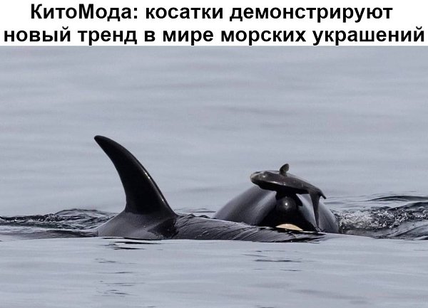Косатки начали носить на голове мёртвых лососей — «украшение» надевает одна особь, а остальные ...