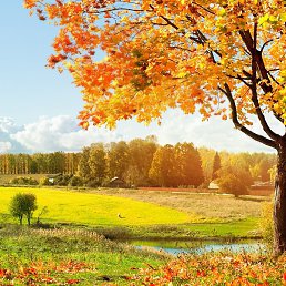 �����, ������, 36 ���