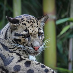 �������, ������������, 49 ���