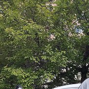 �����, 55 ���, �����������