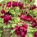 ���� ������, �����, 71 ��� - ��������� 27 ������ 2025 � ������ ���� ����������