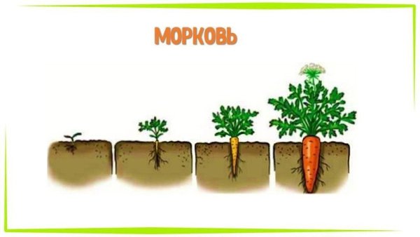 Как растут овощи: алгоритм для обучения детей.Обучение детей тому, как растут овощи, — это не только ... - 7