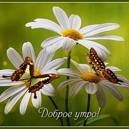 �����, ����������, 76 ���