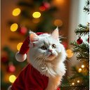 ���� Luz Nomines, �������� - ��������� 28 ������� 2025 � ������ ���� ����������